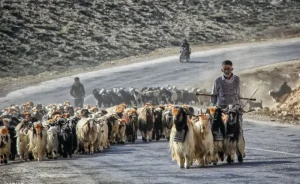 عشایر